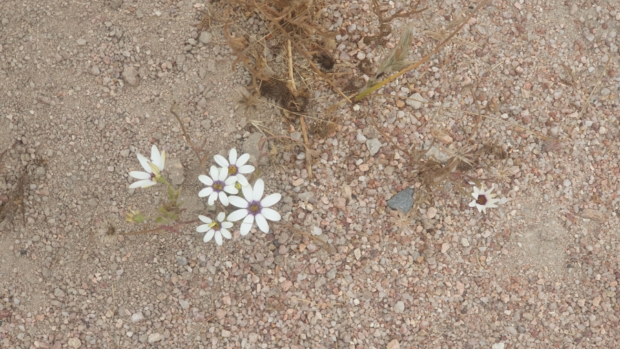 0 Bedroom Property for Sale in Harbour Heights Western Cape